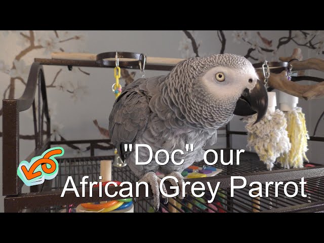 African Grey Parrot "Doc" FYV #africangrey #africangrayparrot