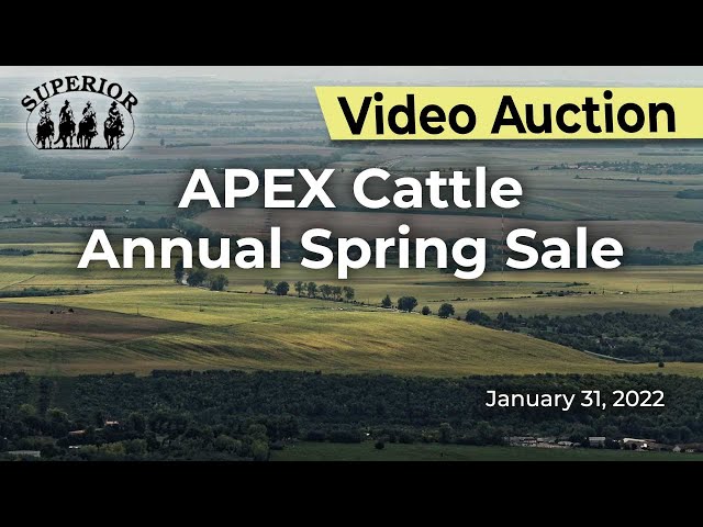 APEX Cattle Annual Spring Sale