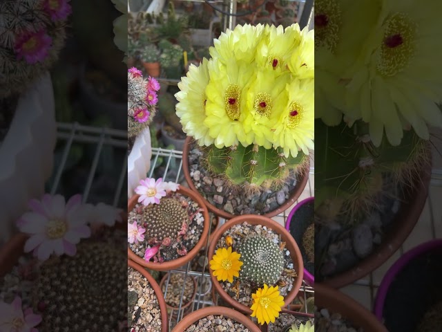 🌼 What a beautiful and colorful morning. 🌸🌵❤️