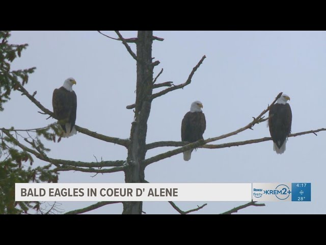 Migrating bald eagles draw young birdwatchers to Coeur d'Alene