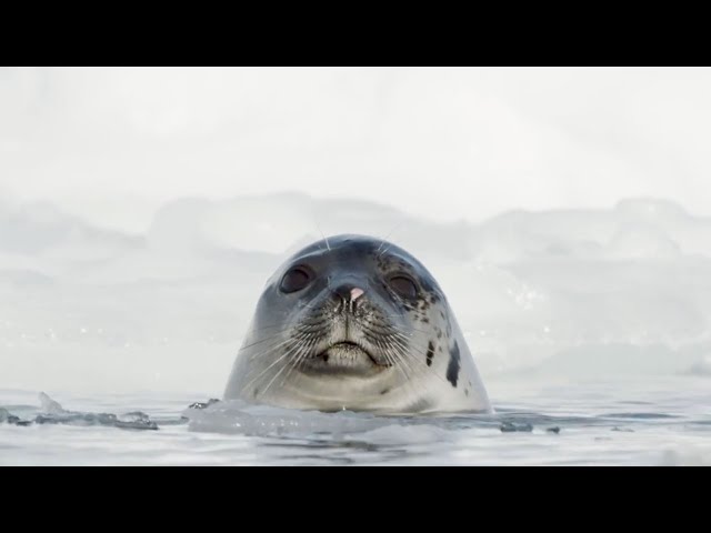Harp Seal Pups are Losing their Homes | Our Frozen Planet | BBC Earth