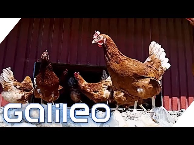Freilaufende Hühner? Was bedeuten die Beschriftungen auf Eiern? | Galileo | ProSieben