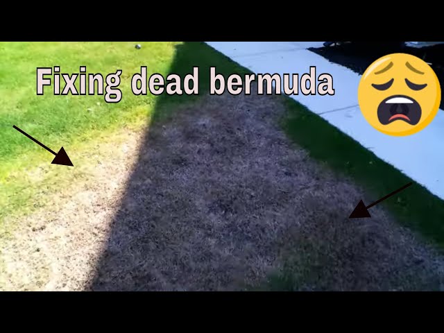 Bermuda dead patches