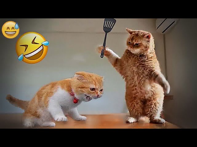 🐈 New Funny Cats and Dogs Videos 😍🐶 Funniest Animals 2024 🤣😂