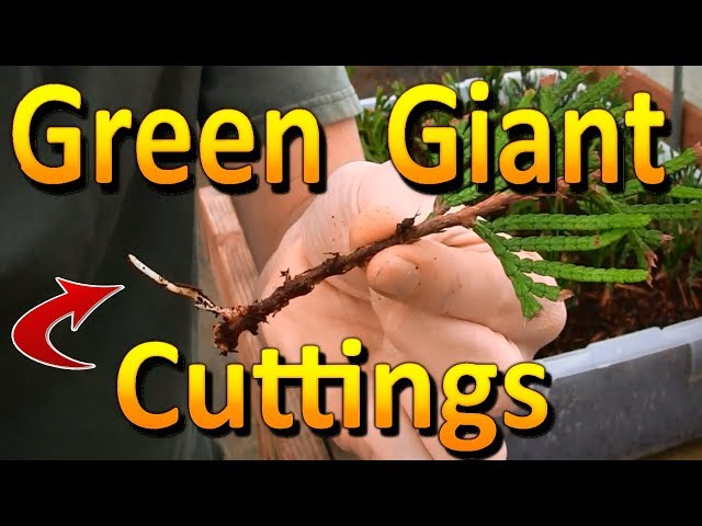Propagating Green Giant Arborvitae | Rooting Hardwood Thuja Cuttings
