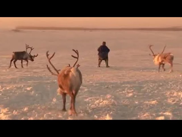 Urine-Drinking Reindeer! | Tribe | BBC Studios