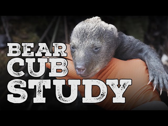 Black Bear Cub Study