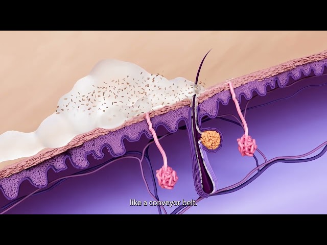 Science Of Earwax Visualized: Sebaceous Glands, Sebum Oil and More