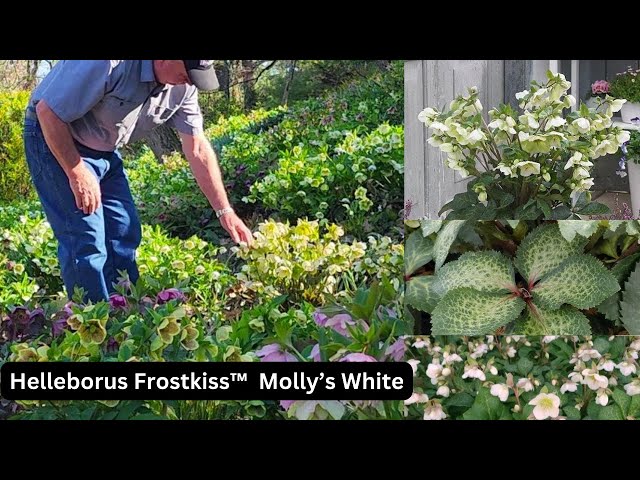 Helleborus Frostkiss™ Molly's White - Superb EASY to GROW Perennial with Amazing Evergreen Foliage👍👏