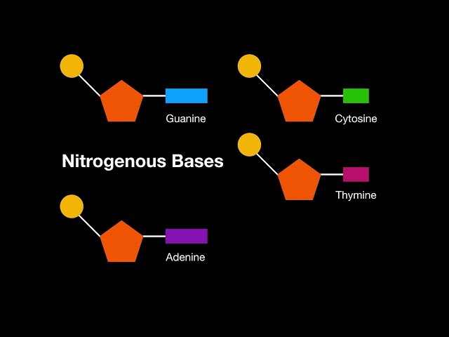 A1.2.4 Nitrogenous Bases