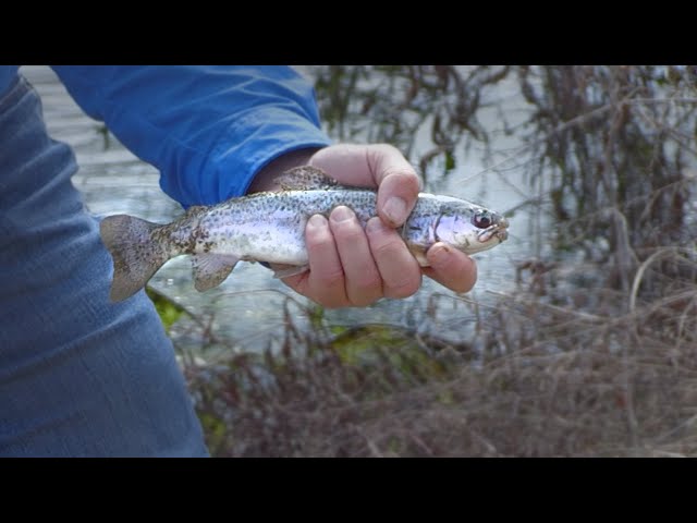 FINS Lake Trout Fishing on a Budget