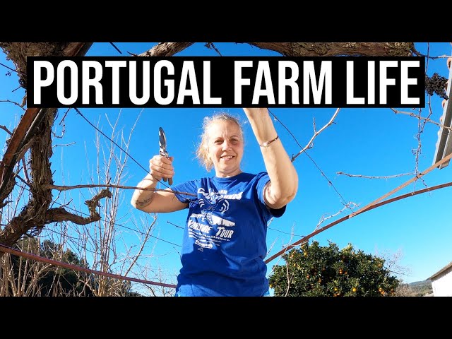 Winter on a Portuguese farm is not so bad! | Portugal Farm Life
