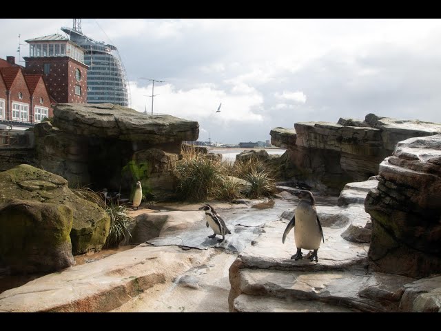 Zoo Video - Zoo am Meer Bremerhaven - Rundgang 2020