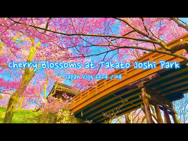 Cherry blossoms at Takato Joshi Park | Nagano, Ina City, Takato Castle Ruins | Japan Vlog