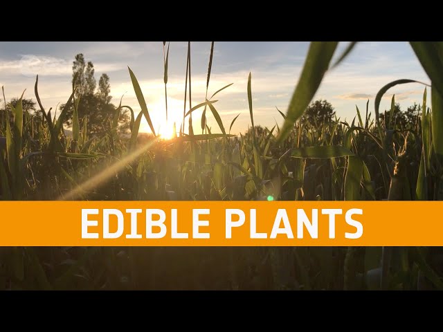 AstroFood: Edible plants in space