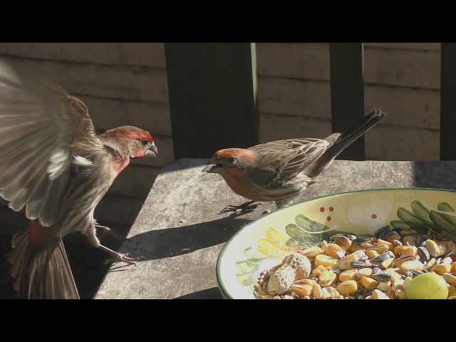 House Finch King - Porch Critter Rumble