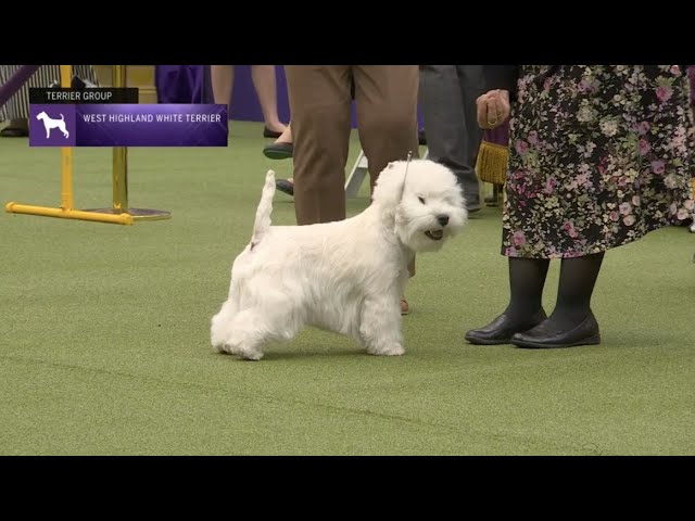 West Highland White Terriers  Breed Judging 2023