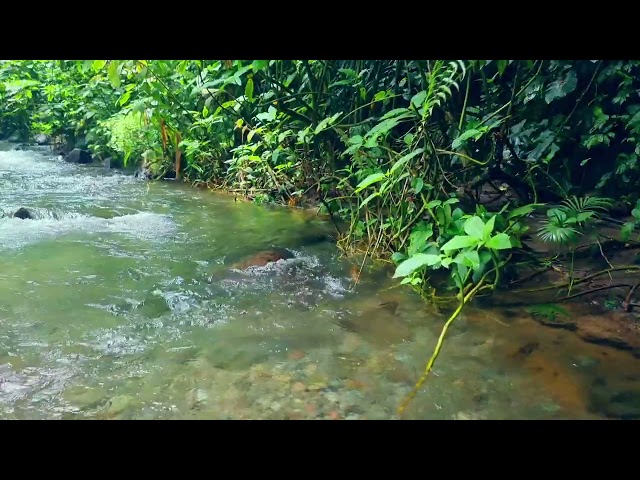 Amazing Nature Sounds - Flowing Water And Birds hirping Great for Meditation, Relaxation, Sleep