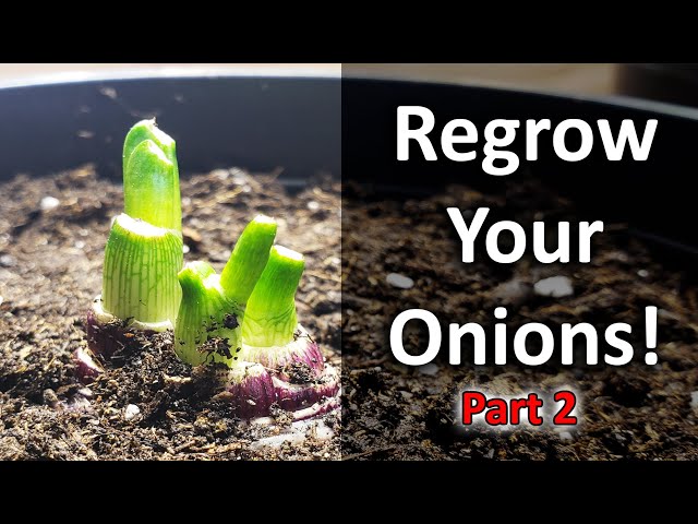 Regrow Onions From Another Onion...Need Proof? - Vlog Part 2 of 5