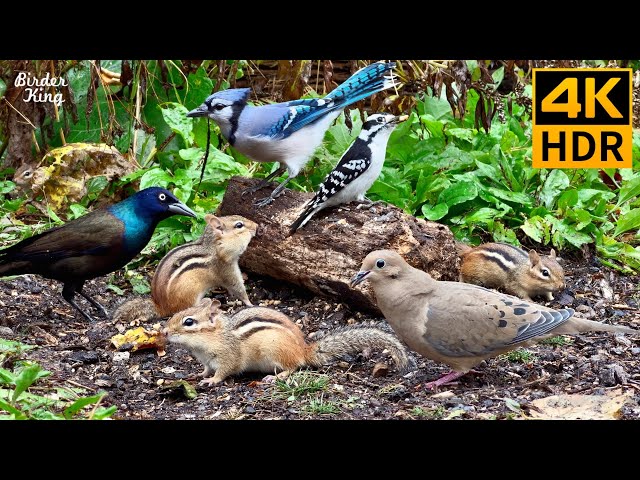 Cat TV for Cats to Watch 😺 Playful Chipmunks Squirrels and Birds Up Close 🐿 8 Hours 4K HDR 60FPS