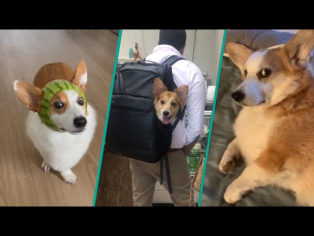 The Best Corgi Compilation On The Internet 2023 | Funny and Sassy Moments @FurryTails