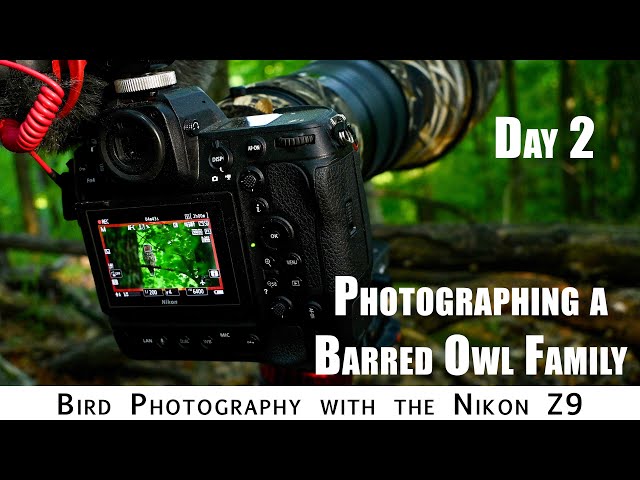 Bird Photography: Photographing Owls | Day 2 |  Nikon Z9