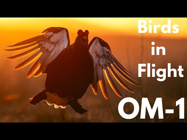 OM-1 Birds in Flight AI Detection AF | OM SYSTEM Settings