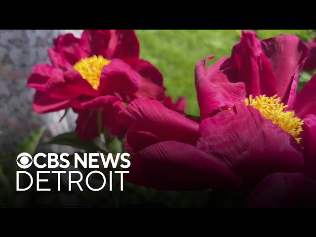 Historic peony garden in bloom at University of Michigan's campus in Ann Arbor