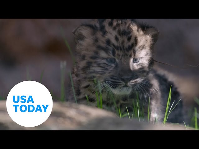 Twin Amur leopard cubs born at San Diego Zoo | USA TODAY