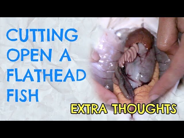 Fish Organs and Anatomy | Extra thoughts