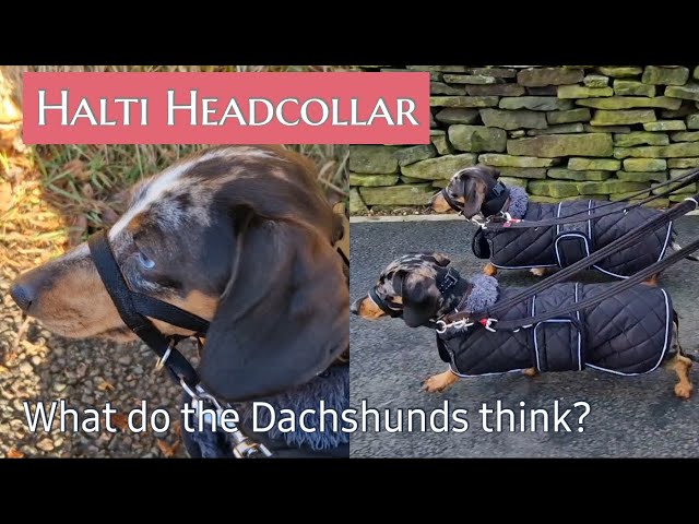 A Useful Training Aid Especially When Walking All Three Dogs | Dapple Dachshund Diaries