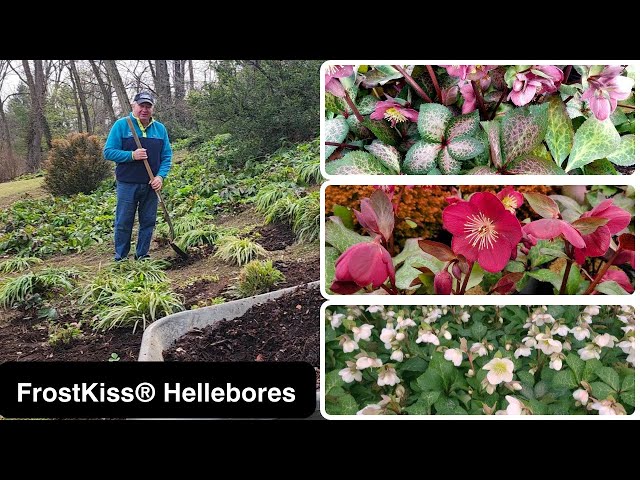 How To Get The BEST From Your FrostKiss® Hellebores - David's Early Spring Tips 😉
