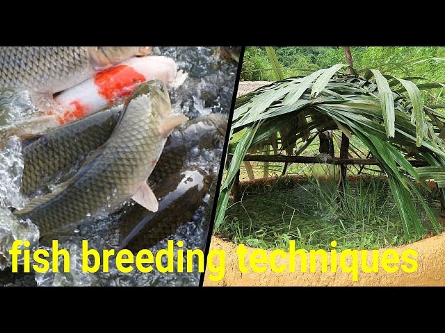 Primitive Skills: Fresh water fish breeding techniques - Part1