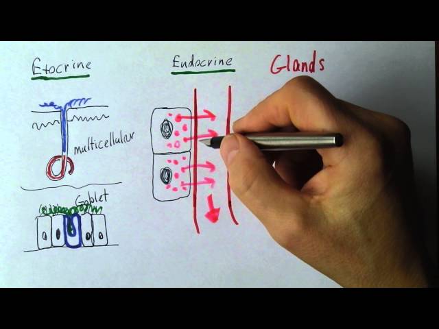 Endocrine 1, Exocrine and endocrine glands