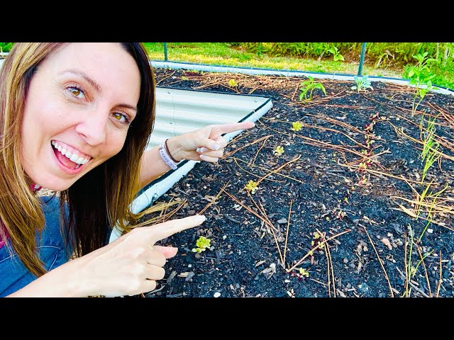 From Tiny Seeds to Winter Seedling Update!  Winter Vegetable Garden Tour