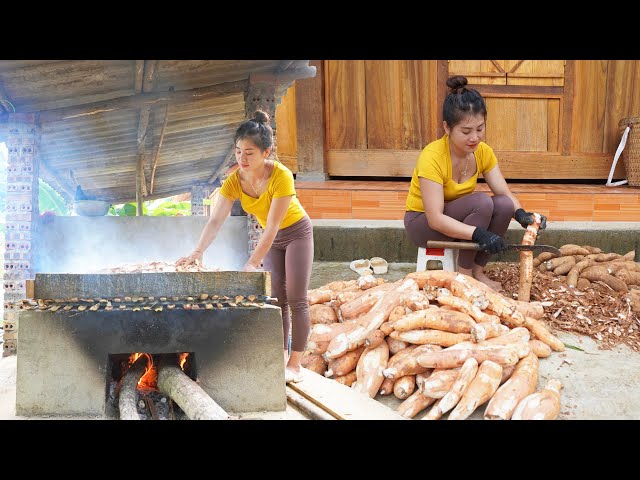Harvest Cassava and Processing Dry Cassava On The Stove - Preserving cassava as animals feed