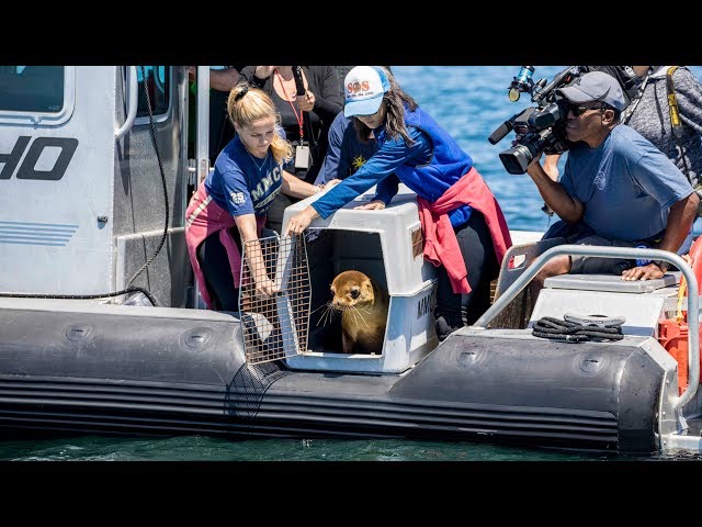 Los Angeles Port Police Helps Return Seal Lion Pups to Natural Habitat