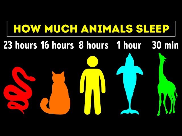 The Most Extreme Sleeping Hours Among Animals