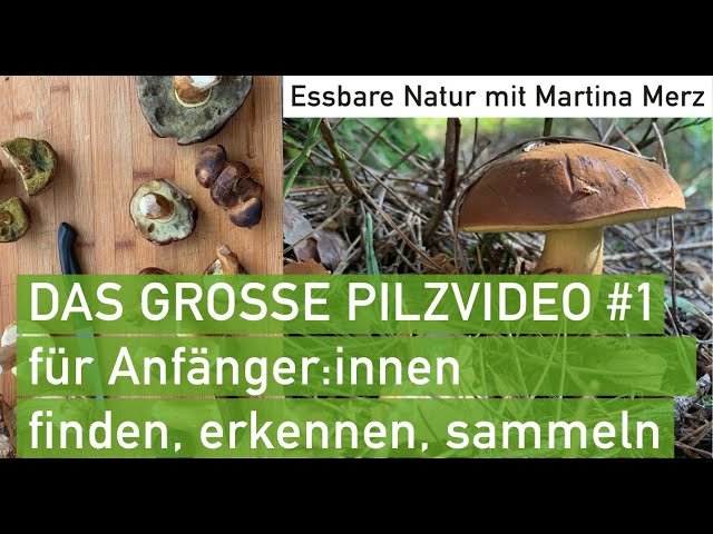 Großes Pilzvideo #1 für Anfänger:innen: Essbare, giftige und andere Pilze im September