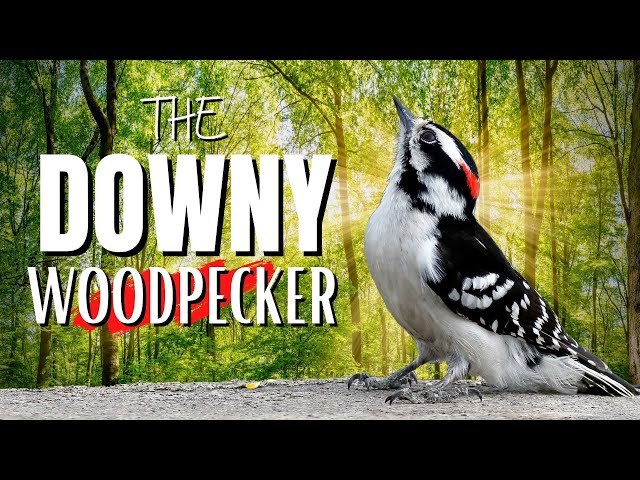 The DOWNY WOODPECKER | Smallest in North America