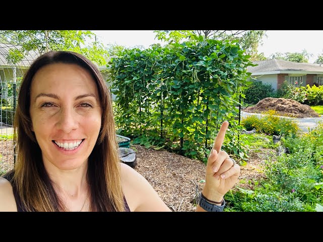 Unbelievable Tips for Growing a Successful Florida Vegetable Garden