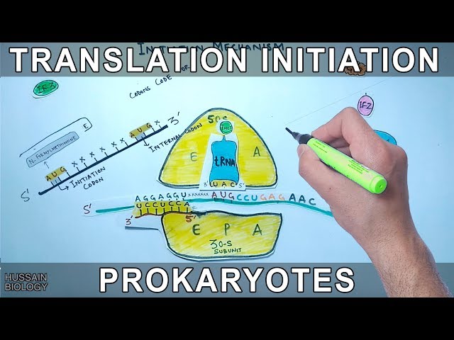 Translation Initiation in Prokaryotes