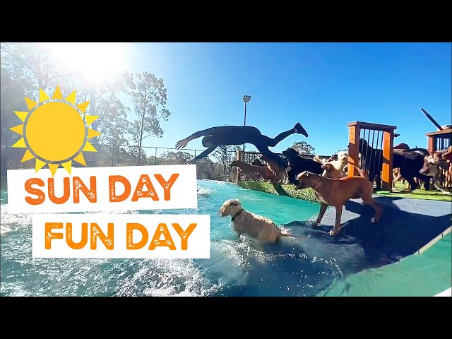 Mood Boosting Video of Dogs in Swimming Pool on Sunny Day | The Farm