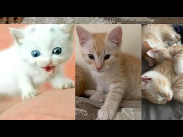 Funny Cats And Kittens Meowing play fighting Compilation: 3 Minutes of Adorable Kittens Best Compila