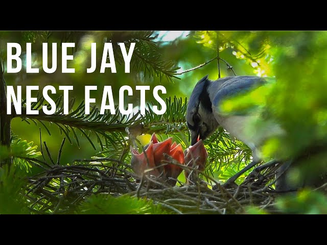 Blue Jay Nest Facts