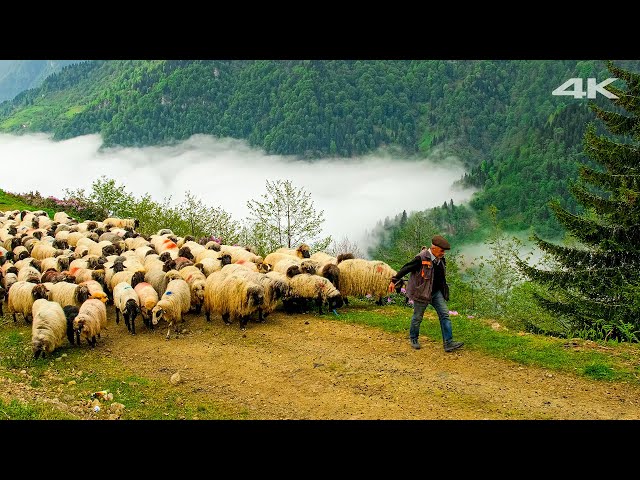Migration Above The Clouds | Documentary