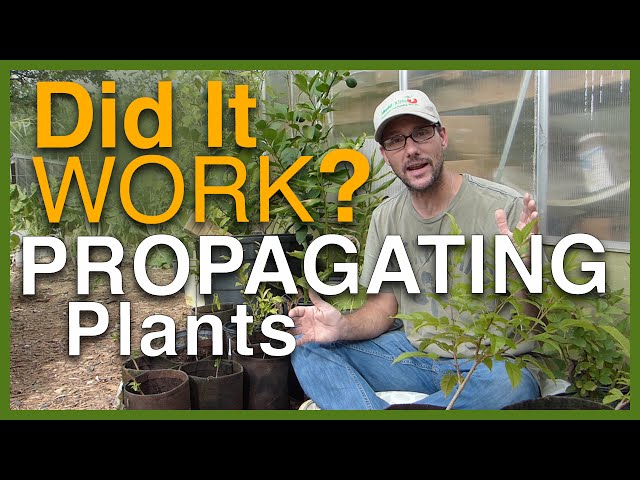 Propagating Plants: Did It Work?