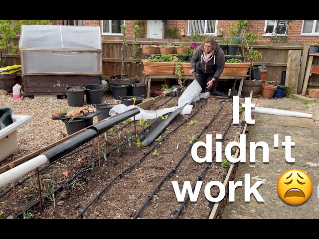 Planting onions | Making a pea structure | Planting more potatoes