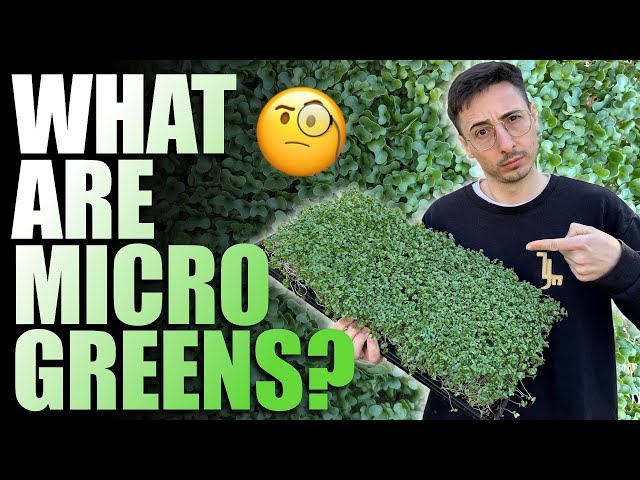 What Are Microgreens? (Full Explanation)