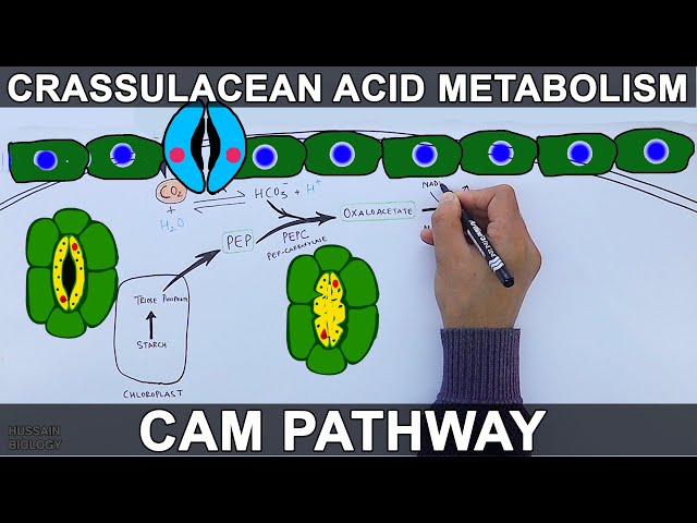 CAM Pathway | Crassulacean Acid Metabolism